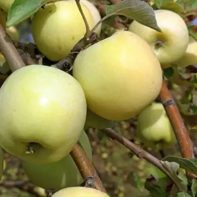 Яблоня АНТОНОВКА ОБЫКНОВЕННАЯ в Барановичах