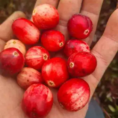 Клюква СТАНКОВИЧ в Барановичах