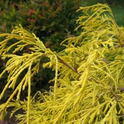 Кипарисовик ВАВЕЛ горохоплодный в Барановичах