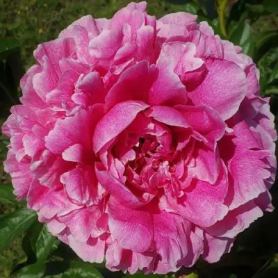 Пион ЗЕ ФОН травянистый в Барановичах