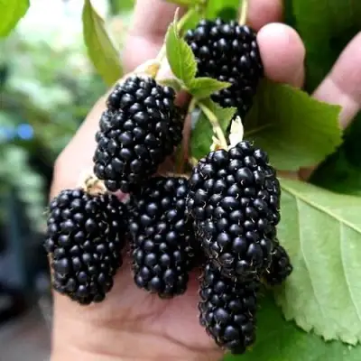 Ежевика ПРАЙМ АРК 45 ремонтантная   в Барановичах