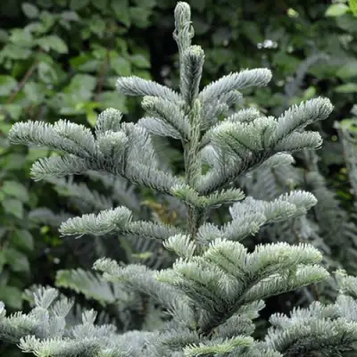 Пихта благородная в Барановичах