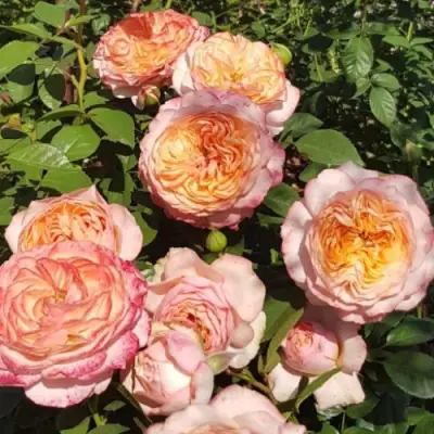 Роза СУРИР ДЕ ХАВР чайно-гибридная в Барановичах