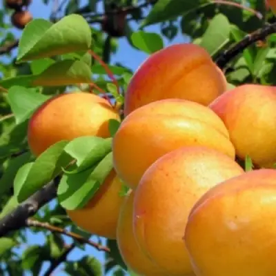 Абрикос ЭДЕЛЬВЕЙС в Барановичах