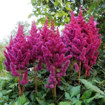 Астильба ВИЖНС китайская в Барановичах