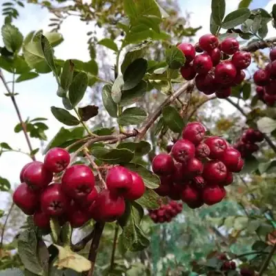 Рябина ГРАНАТНАЯ сладкоплодная в Барановичах