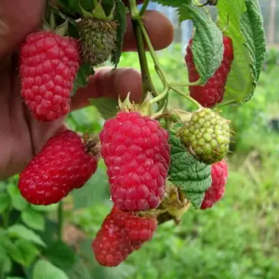 Малина ЛЯЧКА (ЛАШКА, ЛЯШКА) в Барановичах