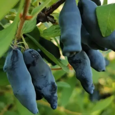 Жимолость съедобная СИЛЬГИНКА в Барановичах
