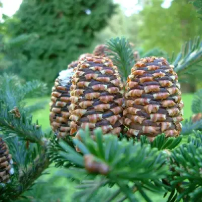 Пихта ФРАЗЕРА в Барановичах