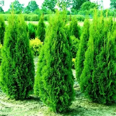 Туя ВИДМАНТ западная в Барановичах