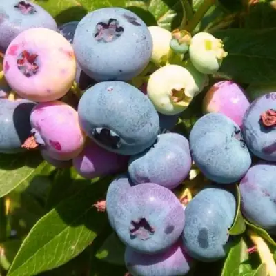 Голубика ЭЛИЗАБЕТ в Барановичах