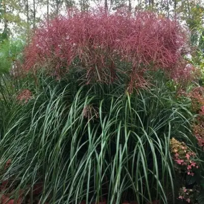 Мискантус МАЛЕПАРТУС китайский  в Барановичах