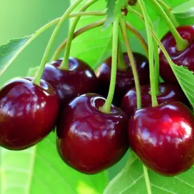 Вишня ВЯНОК в Барановичах