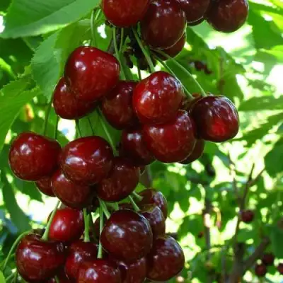 Вишня ВОСТОРГ колонновидная в Барановичах