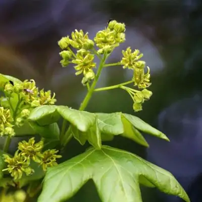 Клен полевой в Барановичах