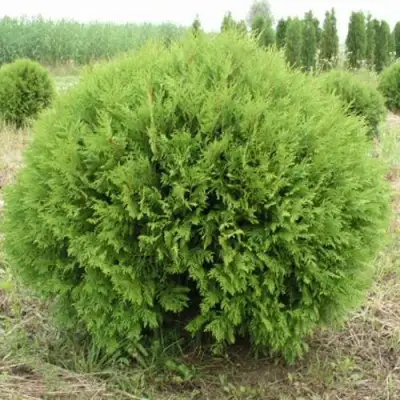Туя ГЛОБОЗА западная в Барановичах