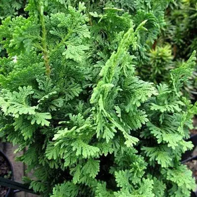 Туя ЗМАТЛИК западная в Барановичах