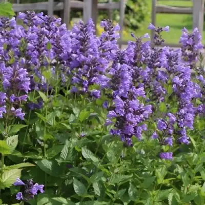 Котовник БЛЮ ДРИМС полусидячий в Барановичах