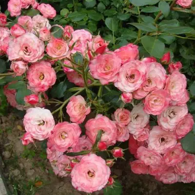 Роза ПАТ ДЕ ВЕЛЮР шраб в Барановичах