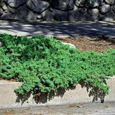 Можжевельник НАНА лежачий в Барановичах