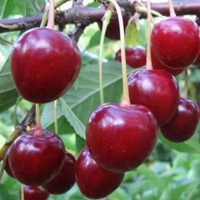 Вишня ТУРГЕНЕВКА в Барановичах