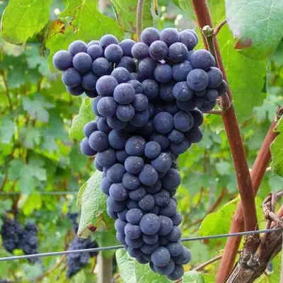 Виноград МУКУЗАНИ в Барановичах