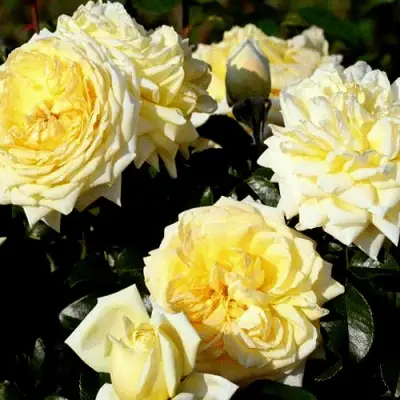 Роза НАДЯ МЕЙДИЛАНД почвопокровная в Барановичах