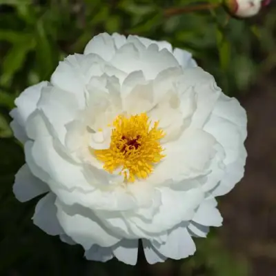 Пион МИСС АМЕРИКА травянистый в Барановичах