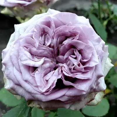 саженцы розы Дольчетто