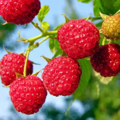 Малина МЕТЕОР в Барановичах