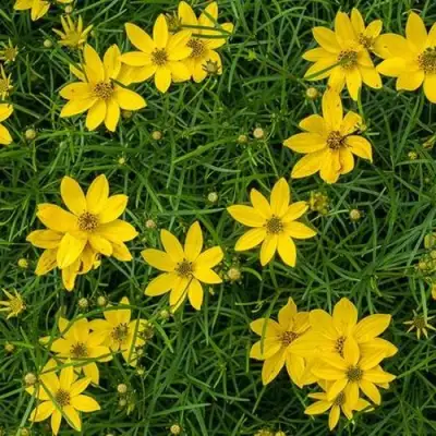 Кореопсис мутовчатый в Барановичах