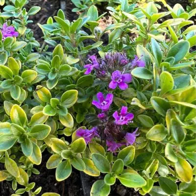 Тимьян АРЧЕРЗ ГОЛД в Барановичах