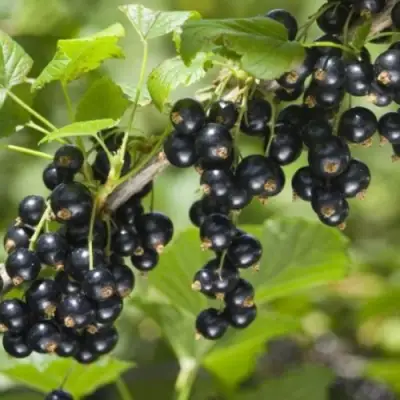 Смородина черная БЕН КОНАН в Барановичах