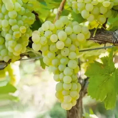 Виноград КИШМИШ МУСКАТНЫЙ в Барановичах