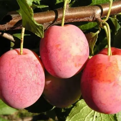 Слива ВИКТОРИЯ в Барановичах