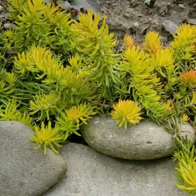 Очиток (седум) АНГЕЛИНА оттогнутый в Барановичах