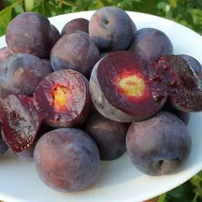 Сливово-вишневый гибрид МЕЙНОР в Барановичах