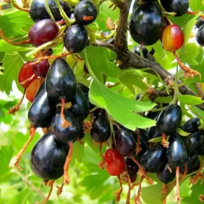 Смородина золотистая БОКАЛИНСКАЯ в Барановичах