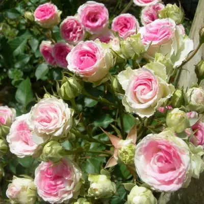 Роза МИМИ ЭДЕН спрей в Барановичах