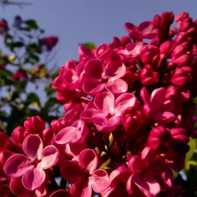 Сирень КРАСНАЯ МОСКВА в Барановичах