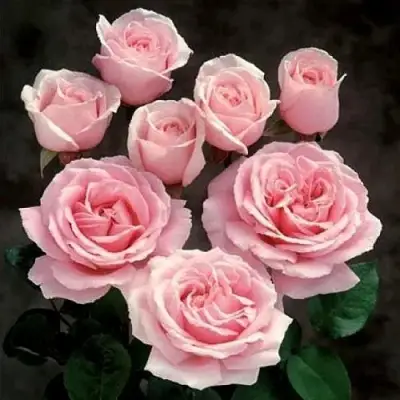 Роза ФРЕДЕРИК МИСТРАЛЬ чайно-гибридная в Барановичах