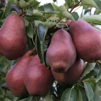 Груша РЕД ВИЛЬЯМС в Барановичах