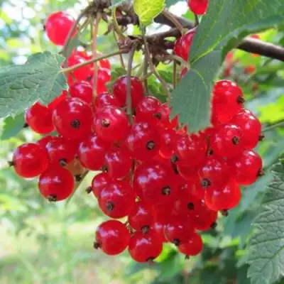 Смородина красная КРАСНАЯ АНДРЕЙЧЕНКО в Барановичах