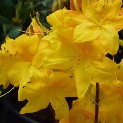 Азалия ЛИМЕТТА листопадная в Барановичах