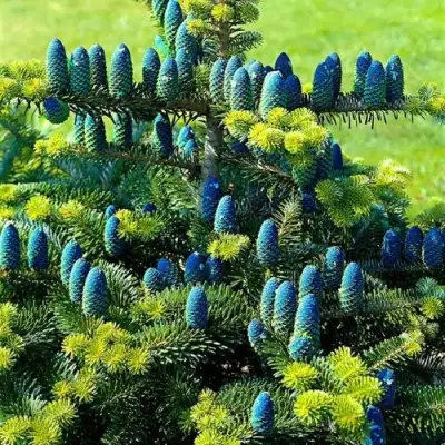 Пихта корейская  в Барановичах