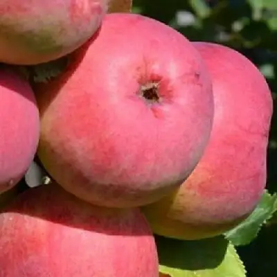 Яблоня ВЭМ-РОЗОВЫЙ в Барановичах