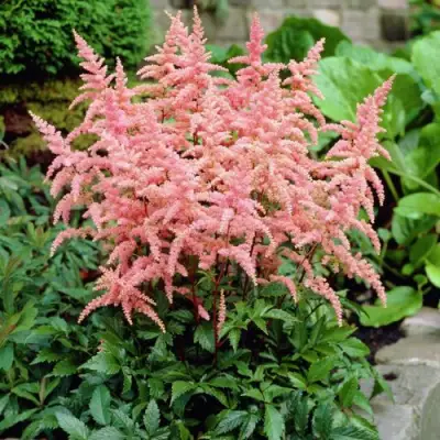 Астильба БРЕССИНГЕМ БЬЮТИ Арендса в Барановичах