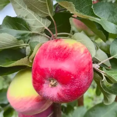 Яблоня АРБАТ колонновидная в Барановичах