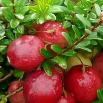 Клюква ХОЛЬШТАЙН в Барановичах