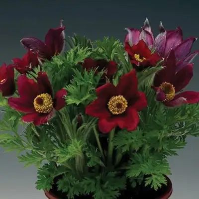 Прострел ПИНВИЛ РЕД ШЕЙДЕС в Барановичах